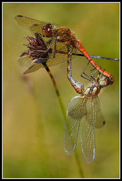 455 - MATING DARTERS - SEDGWICK MARK - ireland.jpg